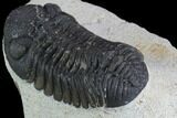 Bargain, Morocops Trilobite - Visible Eye Facets #120085-4